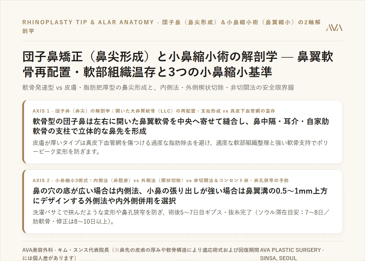団子鼻矯正（鼻尖形成）と小鼻縮小術の解剖学 — 鼻翼軟骨再配置・軟部組織温存と内側・外側・非切開法の選択基準