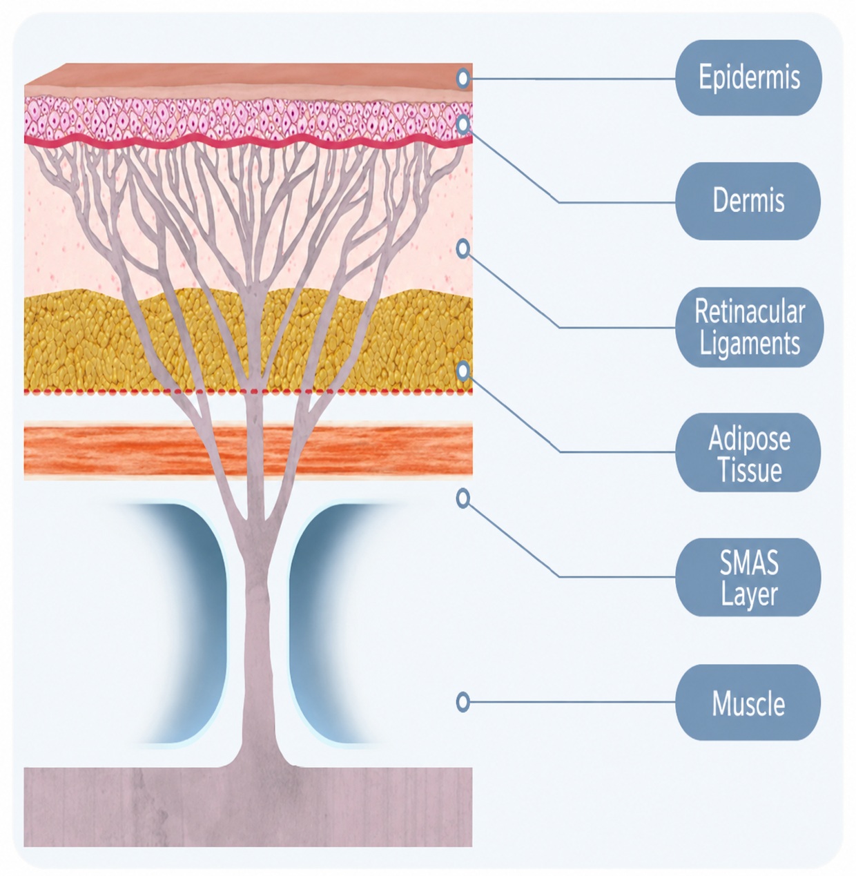 SMAS layer of the face